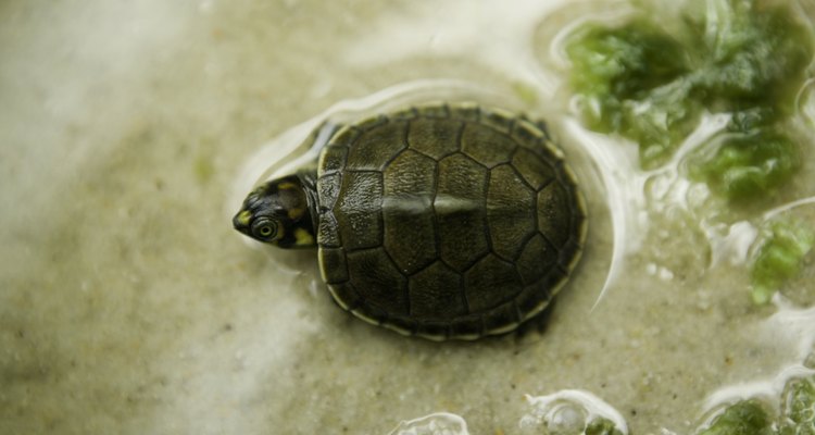 Las tortugas jóvenes pueden llevarse bien en el mismo recinto, pero es importante mantener un ojo en su comportamiento a medida que se convierten en adultas.