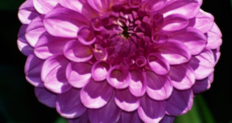 Dahlias are used as cut flowers in floral arrangements.