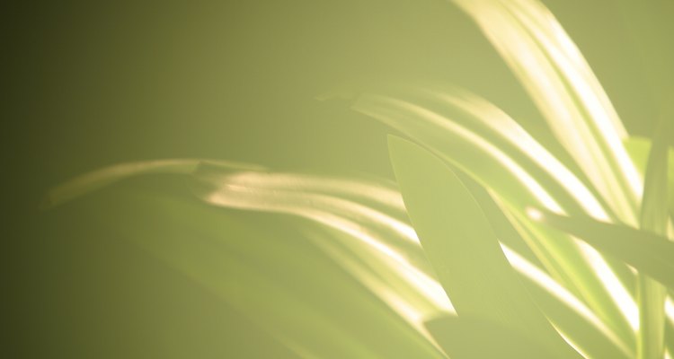 Shine up your houseplant's leaves with items from your kitchen.