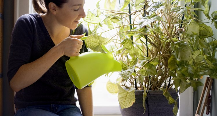 Mujer regando planta de interior.