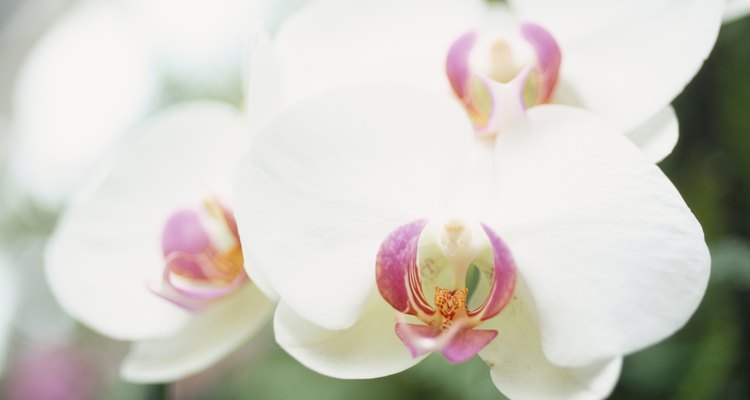 Close-up of Phalaenopsis