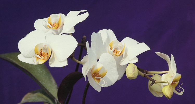 Phalaenopsis orchids produce leaves from the base of the plant.