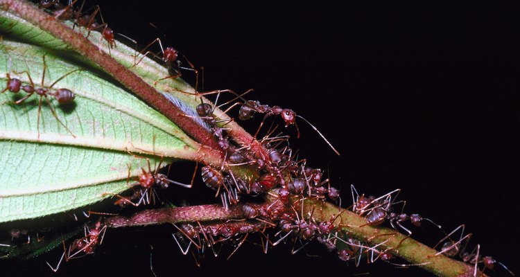 Con frecuencia, las hormigas recolectan hojas para alguien más.