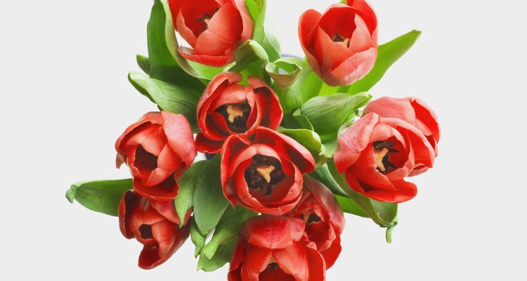 Red tulips are a symbol of unconditional love.