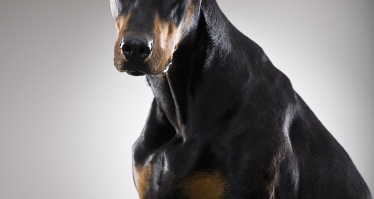 La raza Doberman es una raza de perros grandes.