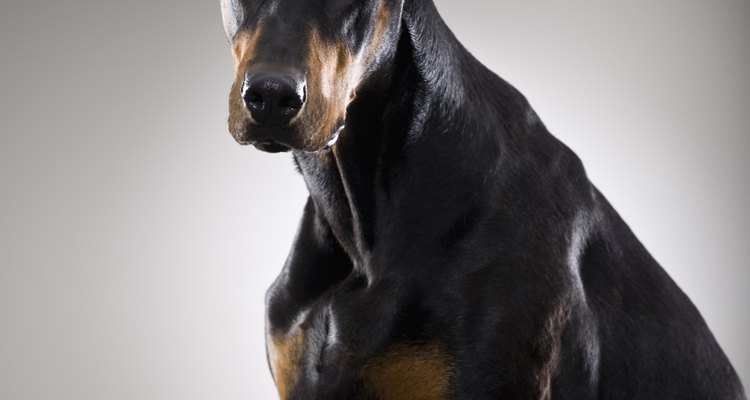 A los Doberman comúnmente se les recortan las orejas.