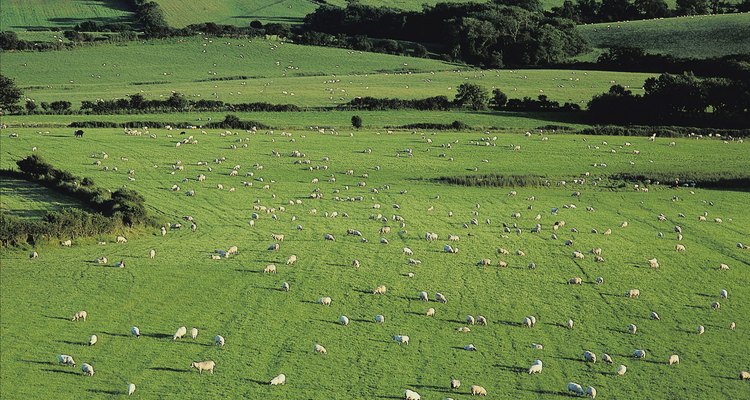 Duerme bien después de contar ovejas en tu caminata por el condado de Dorset, Inglaterra.