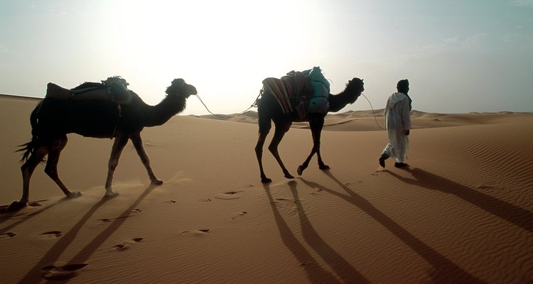 Nômade com camelos no deserto do Saara, Marrocos