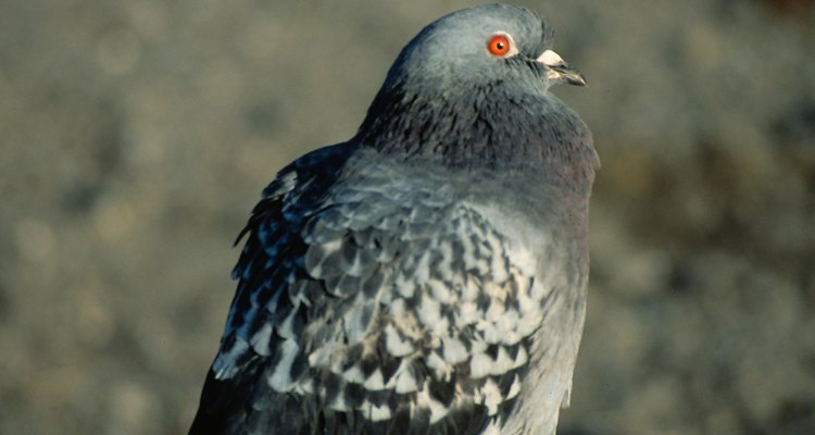 Birds can be a persistent nuisance on a carport.