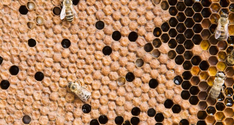 La miel puede ser utilizada de maneras innovadoras cuando se deshidrata.