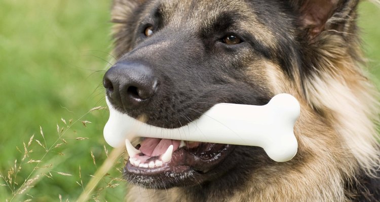 Os ossos podem limpar os dentes de seu cão e prevenir doenças periodontais