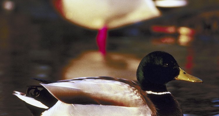 Make your own floating duck feeder.