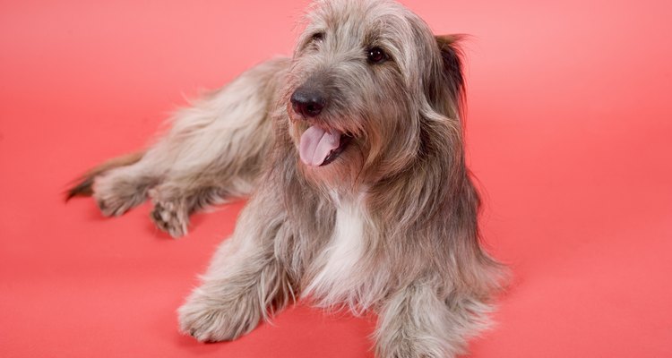 A espondilite anquilosante é uma inflamação das vértebras e discos vertebrais que pode afetar os cães