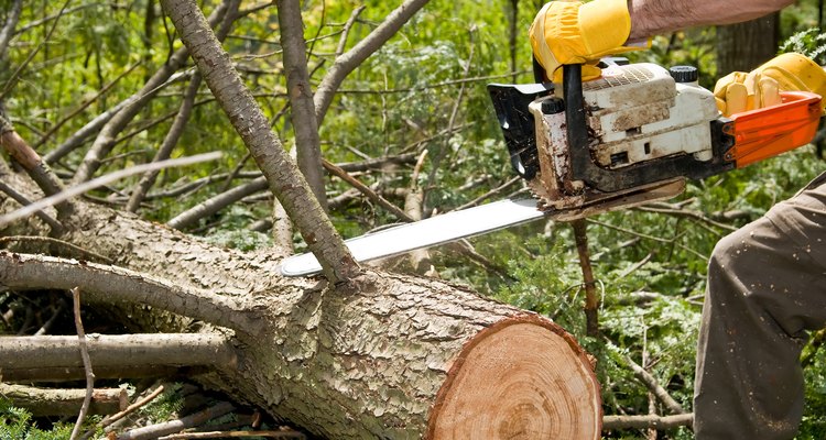 Un molino paga por un leño según el estimado de pies tablares de madera que contiene.