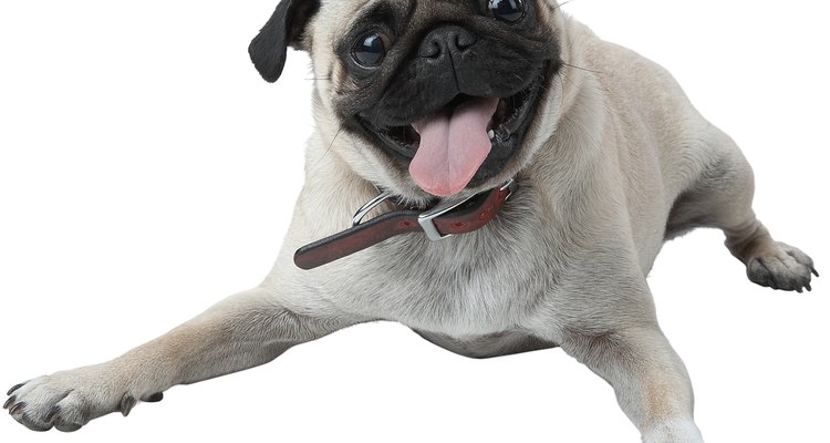 Cachorros com narizes pequenos são mais suscetíveis à insolação.