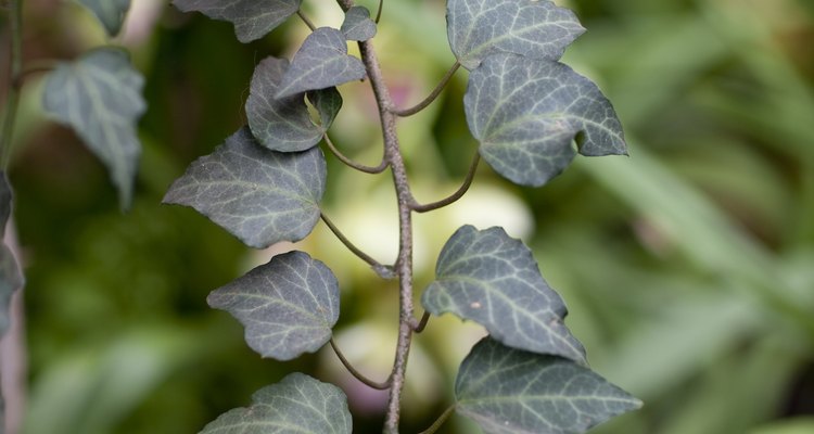 Vinegar and salt provide a natural solution for killing ivy plants.