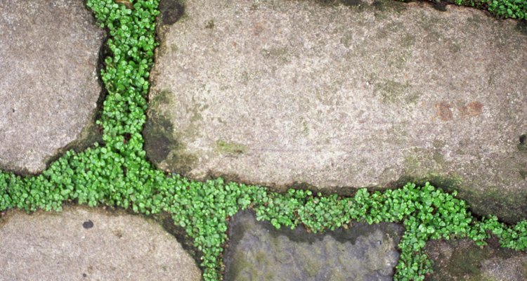 Flagstone paths can be created on flat or sloped areas.