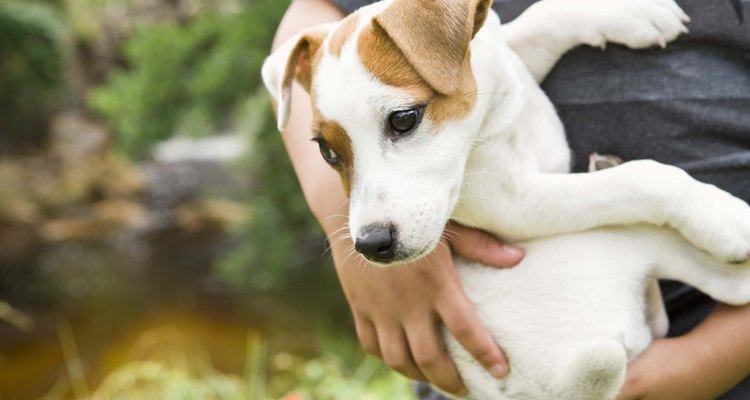 Tratar a un perro con parásitos sin el uso de medicamentos, es natural y te ahorrará los gastos de tu veterinario.
