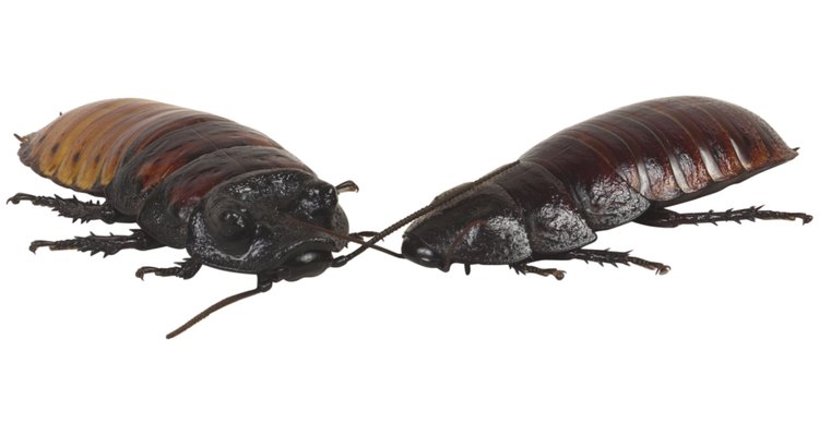 Las cucarachas pueden invadir electrónicos cuando la infestación es grande.