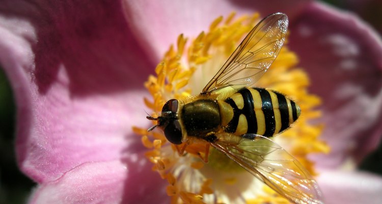 A mosca-das-flores prefere o mesmo tipo de alimento que a abelha