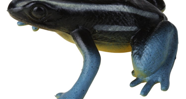 Frogs and other amphibians use external fertilisation.