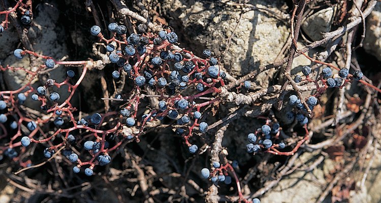 how-to-identify-wild-blueberries-of-florida-ehow-wild