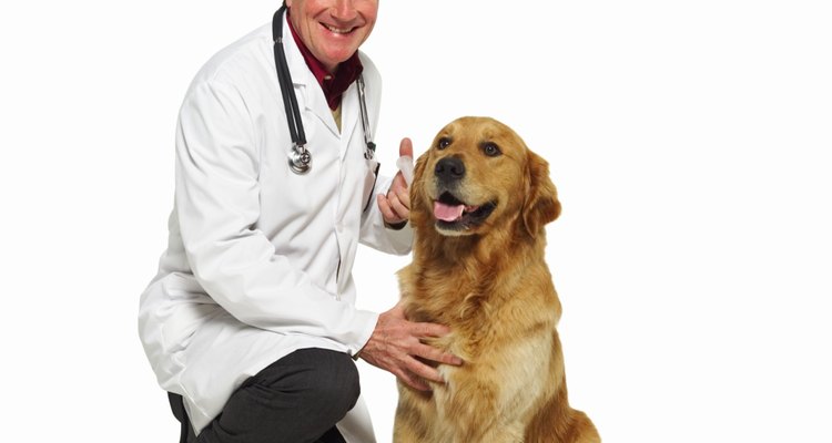 Aprende a tomar muestras de sangre para medir los niveles de glucosa de tu perro.