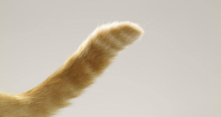 Si la cola está mullida o erizada significa que el gato está irritado.
