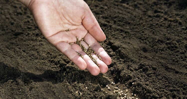 Hand placing seeds on soil