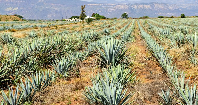 Agave cactus field in Mexico