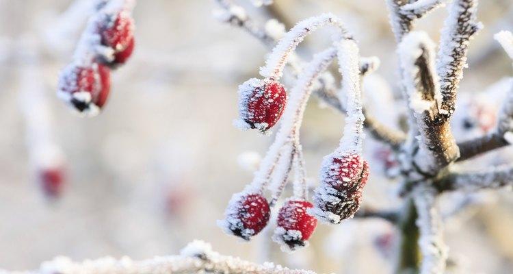 La nieve comprada o casera le da a tu árbol de Navidad un aspecto nevado.