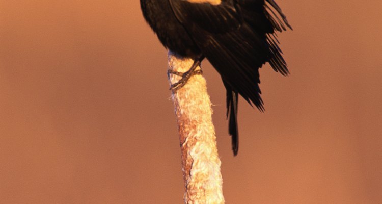 O pássaro-preto-da-asa-vermelha é um dos pássaros mais comuns nos Estados Unidos