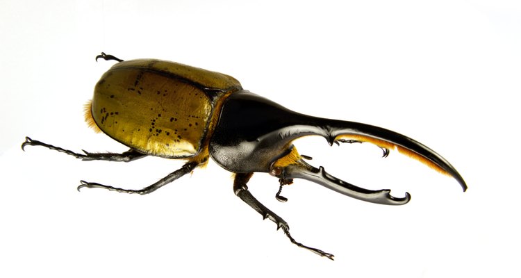O besouro-hércules gosta de explorar o chão da floresta em busca de frutas caídas