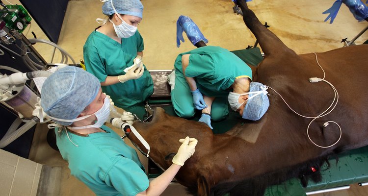 Los veterinarios de caballos tienen salarios iniciales bajos que aumentan con la experiencia.