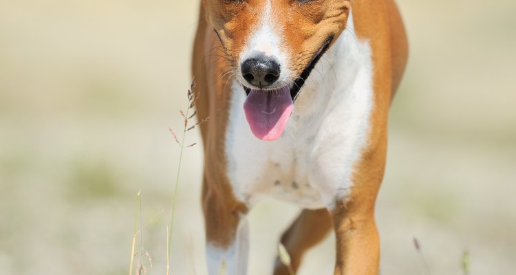 Los basenjis aman masticar cosas.