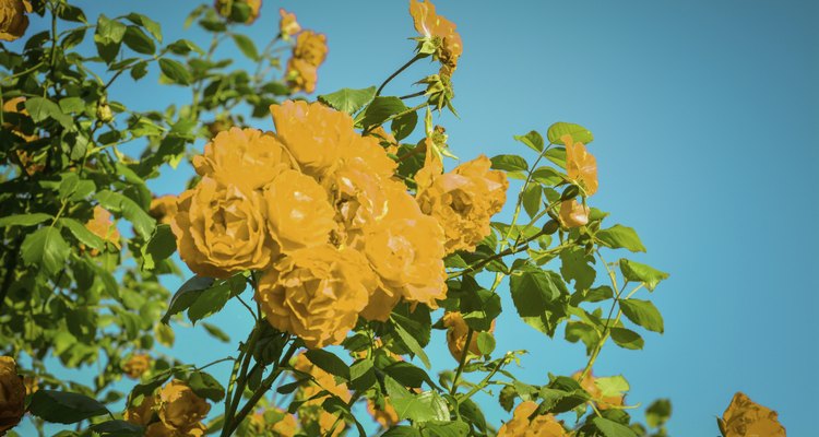 Look for caterpillars on your rose bushes.