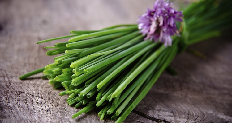 chive herb flowers