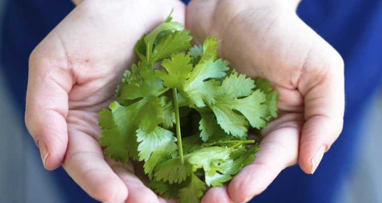 Fresh grown cilantro