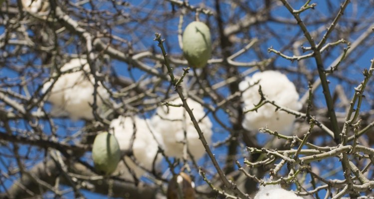 Cotton is one of a number of plants used to make cloth.