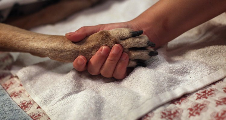 Dale amor y tranquilidad a tu perro para que pueda partir en paz.