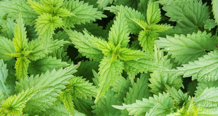 Nettles