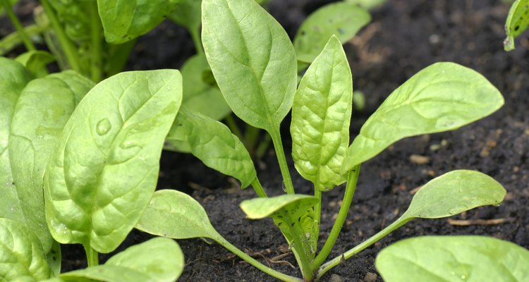 Baby spinach in the garden