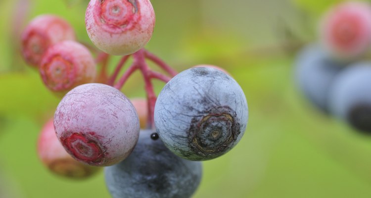 Blueberries