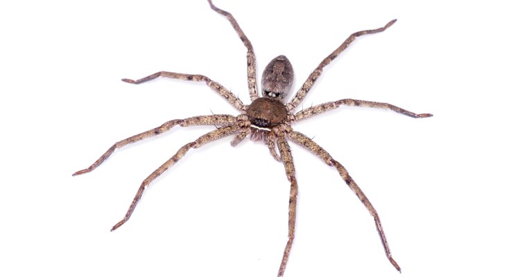 Aranha marrom