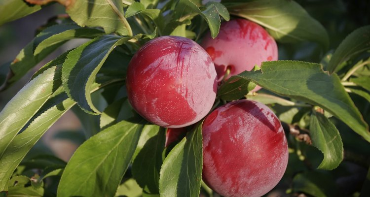 Ciruelas rojas en el árbol.