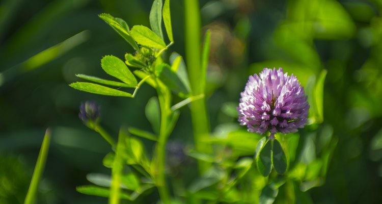 Trifolium pratense - Red clover in late summer sun