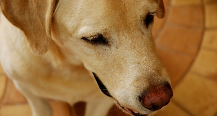 Fique atento aos sinais de cisto dermoide em seu cão