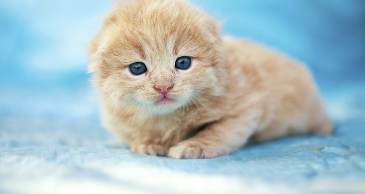 Hay muchas maneras de destetar a tus gatitos.