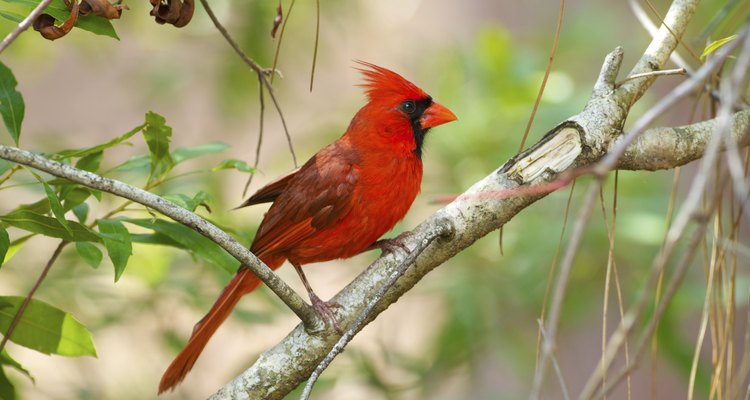 Los cardenales están entre los pájaros que los entusiastas más desean atraer a sus jardines.