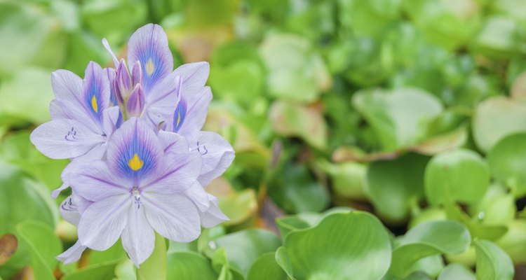 care-of-a-water-hyacinth